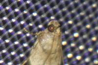 Acrobasis fallouella