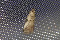 Acrobasis fallouella