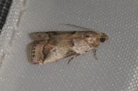 Acrobasis fallouella
