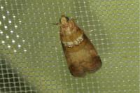 Acrobasis tumidana