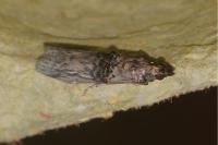 Nephopterix angustella