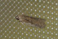 Phycitodes binaevella