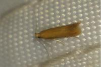 Tischeria