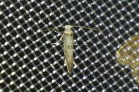Paraswammerdamia albicapitella