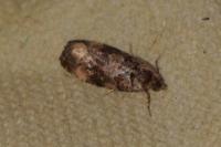 Endothenia