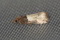 Notocelia roborana