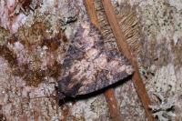 Mesapamea secalella/secalis