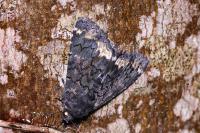 Catephia alchymista