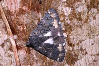 Catephia alchymista