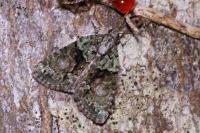 Cryphia algae