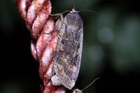 Noctua pronuba