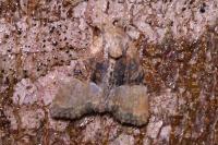 Mesoligia furuncula