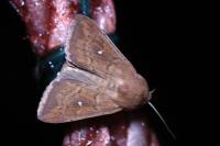 Mythimna ferrago