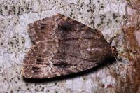 Amphipyra pyramidea