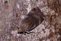 Noctua janthe/janthina