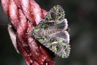 Trachea atriplicis