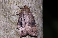 Amphipyra berbera/pyramidea