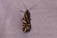 Emmelia trabealis