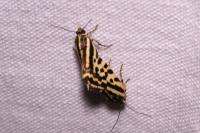 Emmelia trabealis
