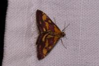 Pyrausta purpuralis