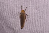 Manulea complana