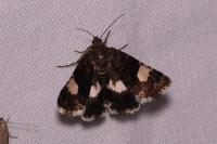 Tyta luctuosa