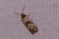 Cochylis molliculana