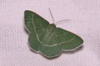 Chlorissa viridata