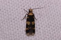 Oegoconia caradjai