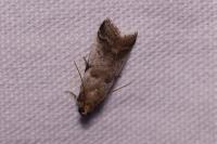 Acrobasis sp (glaucella/falouella)