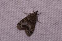 Eudonia mercurella