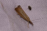 Agriphila straminella