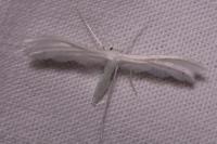 Pterophorus pentadactylus