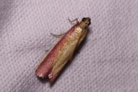 Oncocera semirubella