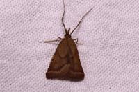 Synaphe punctalis
