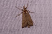 Synaphe punctalis