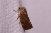 Cosmia affinis