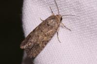 Spodoptera exigua