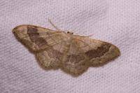 Idaea aversata