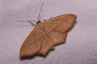 Scopula imitaria