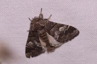 Drymonia querna