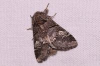 Drymonia querna