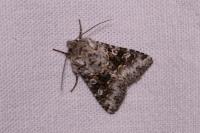 Hecatera bicolorata