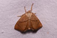 Apoda limacodes