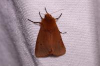 Phragmatobia fuliginosa