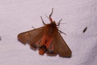 Phragmatobia fuliginosa