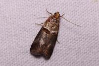 Acrobasis tumidana