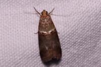 Acrobasis tumidana