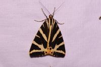 Euplagia quadripunctaria