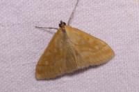 Sitochroa verticalis